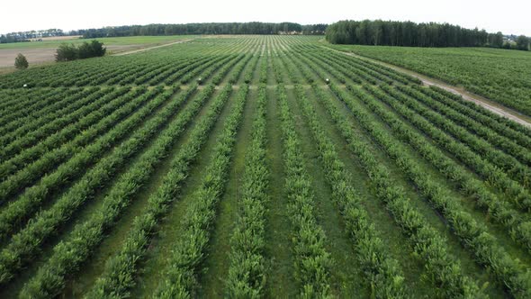 Green Field of Blueberry Plantation in the Sunny Day. Blueberries Before Harvest. Drone Shot of a