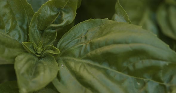 Basil Petals Macro