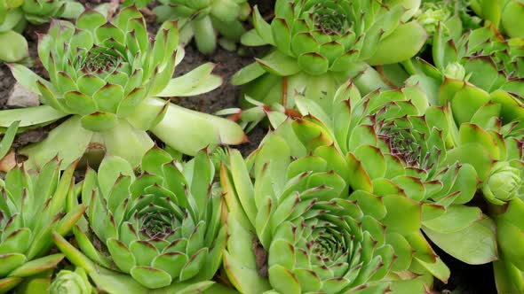 Different Succulents Growing in the Garden