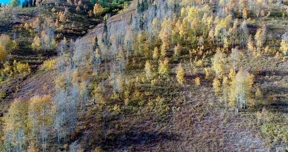 A drone flight shows off the rich golden colors of a Colorado aspen grove in the fall season.