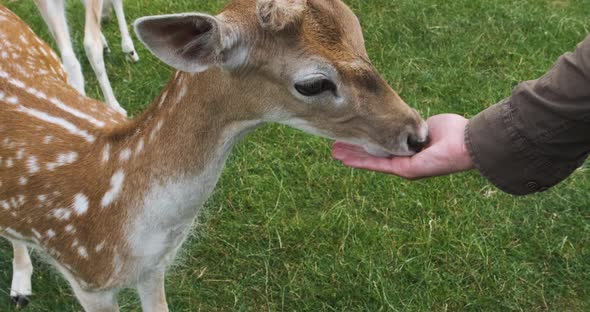 In Zoo Deer Eating Corn From Hand Closeup