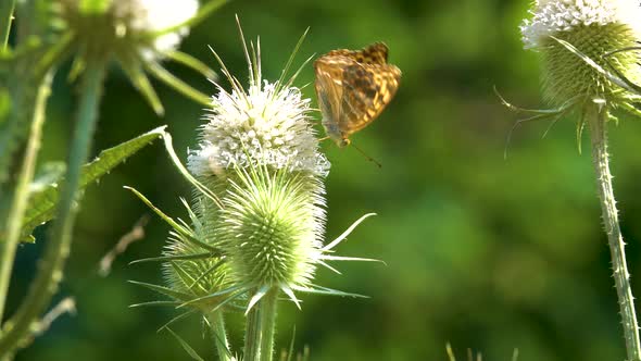 Silver-washed Fritillary (Argynnis paphia), butterfly sits on a flower