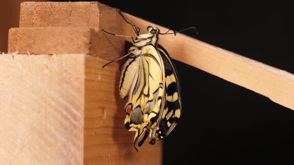 Papilio machaon, the Old World swallowtail butterfly with folded wings