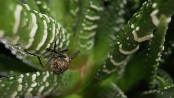 Gray Winged Fly Insect Sits on Evergreen Succulent Plant