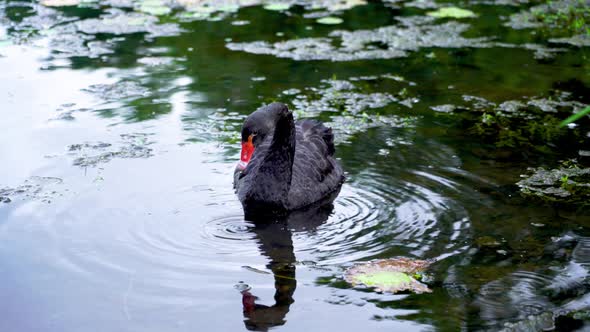 Beautiful black swan swims on lake. Water calm ripples,  Singapore Botanic Gardens