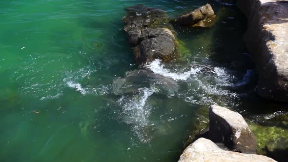 Slow motion shark feeding frenzy in shallow clear water next to rocks.