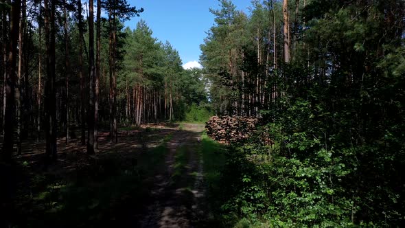 Felling a tree. Wooden logs from a pine forest, Forest of pine and spruce