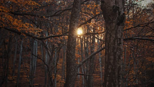 The Soft Autumn Sun Shines Between the Trees in the Yellowed Forest