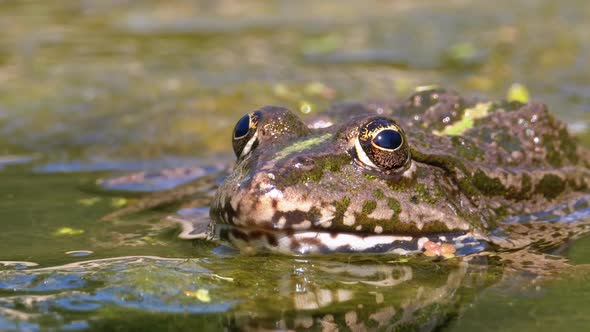 Green Frog in the River. Close-Up. Portrait Face of Toad in Water with Water Plants