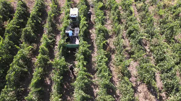 Countryside Beautiful Farms and Vineyards Beautiful Aerial View of Ripe Grapes