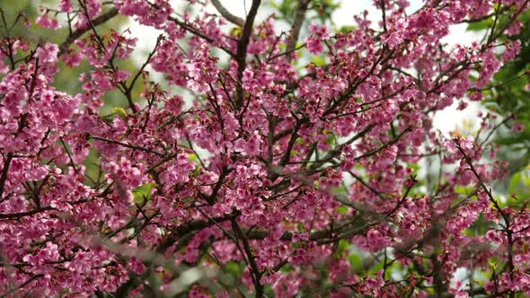 Japanese Sakura