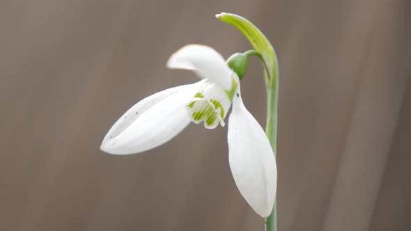 Shallow DOF lonely  snowdrop in the garden 4K 2160p UHD natural footage - Galanthus nivalis snowdrop