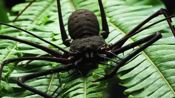Close up of a Batess Giant Whip spider on a fern.