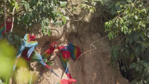 Flock of Scarlett Macaws gather at Chuncho Clay Lick, Tambopata National Reserve