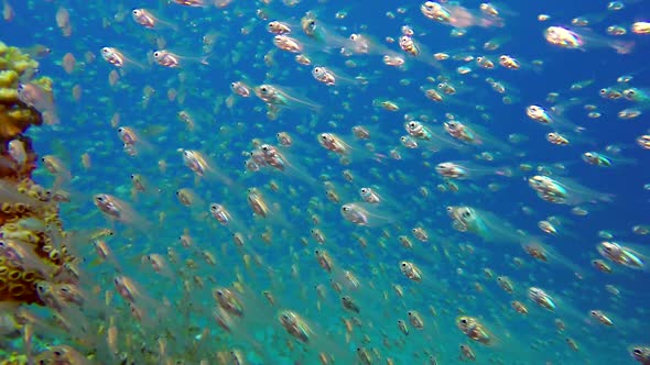 Underwater Glassfish with Blue Water Background