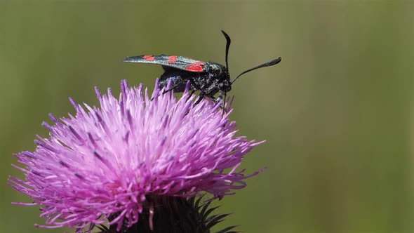 Zygaena lavandulae on a Thistle. Souther france, Occitanie.