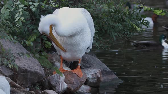 Pelican standing on rock as it grooms itself