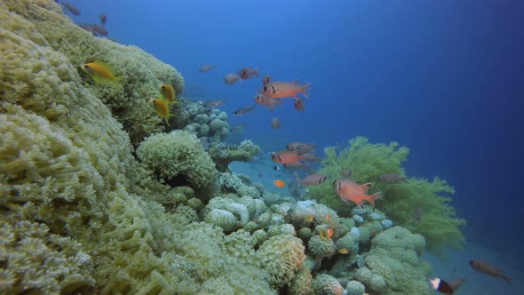 Colorful Corals and Fishes