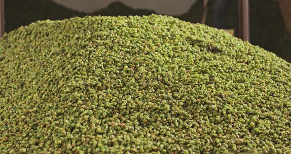 A Farm Worker Pushes Dried Hops Into a Hopper in a Warehouse