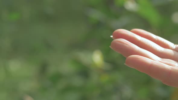 Hand holding a dandelion seed