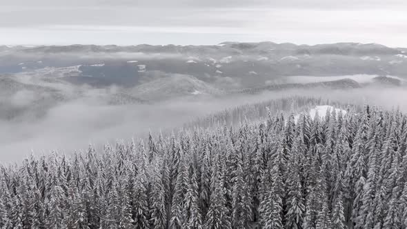 Aerial Flying Above Winter Mountain Forest Covered in Fog