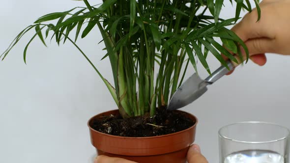 Woman's hands loosen soil in the vase before transplanting plants.The concept of caring for plants.