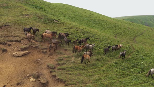 Wild Horses Graze In The Wild 003