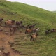 Wild Horses Graze In The Wild 003 - VideoHive Item for Sale
