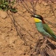 European Beeeater or Merops Apiaster - VideoHive Item for Sale