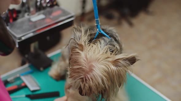 Yorkshire Terrier at Pet Grooming Salon