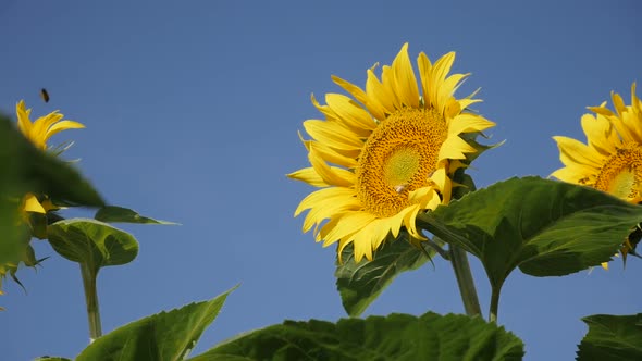 Sunflower Helianthus annuus plant and bees slow motion video