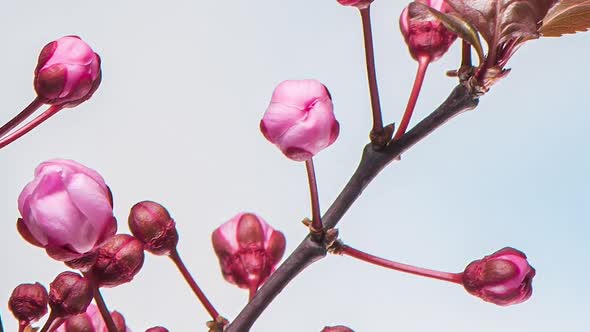Time Lapse Branch with Flowers