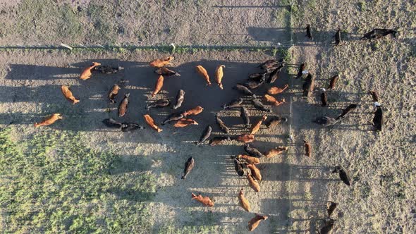 Static overhead aerial of black and brown cows on dusty field, sunset