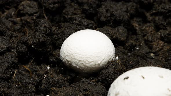 Champignon Mushrooms Growth in Time Lapse on a Soil Background. Microorganisms Life in the Ground