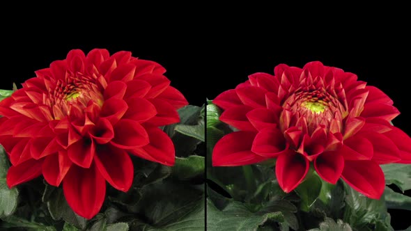 Time-lapse of blooming red dahlia flower, two cameras