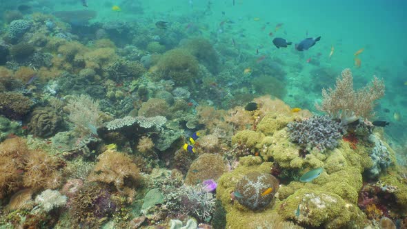 Coral Reef with Fish Underwater