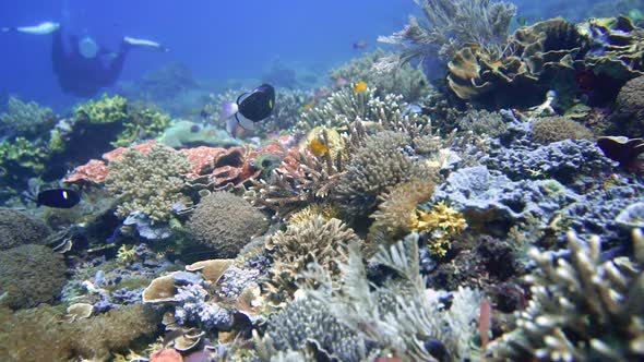 Explore a coral reef in Komodo. filled with fish and corals.