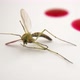 Close up of isolated mosquito surrounded by human blood. Bloodsucker and human blood - VideoHive Item for Sale