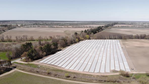 Agricultural Fields covered with mulch foil.