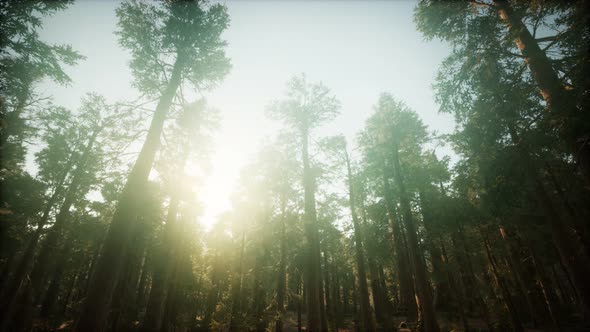 Redwood Forest Foggy Sunset Scenery