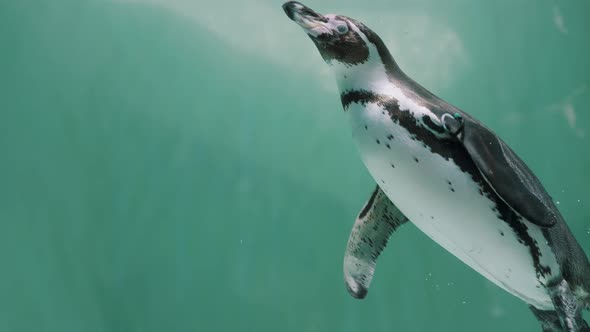 Magellanic Penguin Swim Up In The Cold Water Of Sea At Daytime. - close up, underwater