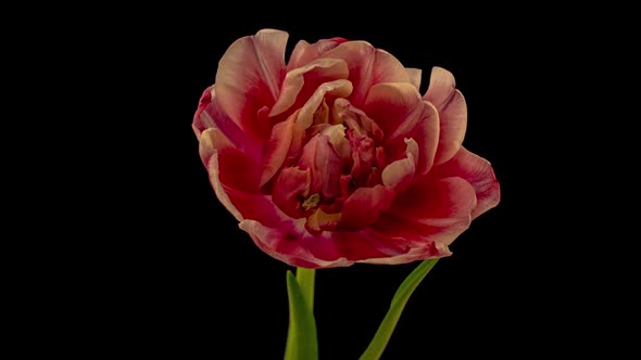 Top View Growing Red Bud Tulip Flower