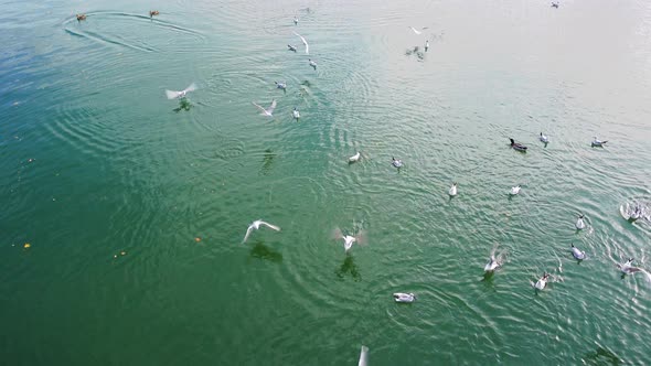 Feeding birds on river or lake, a flock of gulls fighting over food, crumbles of bread