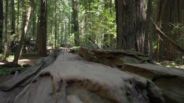 Fallen Redwood Tree