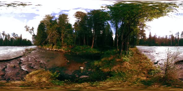 360 VR Virtual Reality of a Wild Forest. Pine Forest, Small Fast, Cold Mountain River. National Park