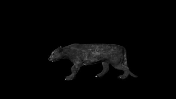 Black Tiger Walk Slow alt