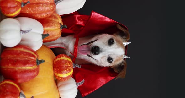 Dog in Halloween Costume Black Halloween Background