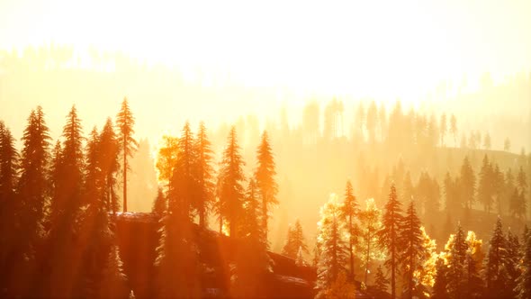 Sunlight in Spruce Forest in the Fog on the Background of Mountains at Sunset