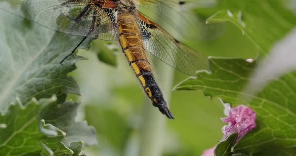 a two-spotted dragonfly sits on the leaf of an opium poppy. It pumps his tail, camera tilts up.