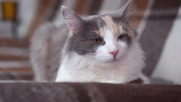 Pensive Young Cat